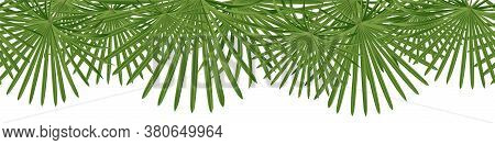 Vector Seamless Summer Petticoat Palm Leaves On White Background.