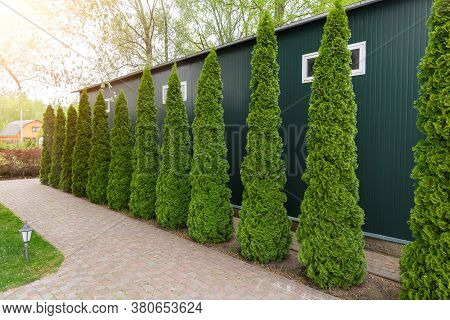 Row Of Tall Evergreen Thuja Occidentalis Trees Green Hedge Fence Along Path At Countryside Cottage B