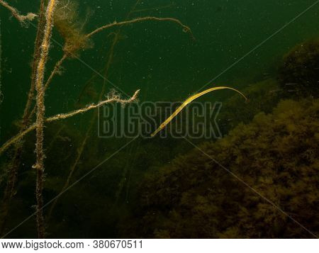 Closeup Picture Of A Straightnose Pipefish, Nerophis Ophidion. Picture From Oresund, Malmo, Southern