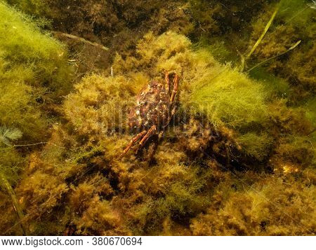 A Closeup Picture Of A Crab Underwater. Picture From Oresund, Malmo In Southern Sweden.