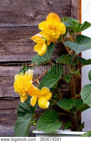Yellow Bright Flowers Of Tuberous Begonias , Begonia Tuberhybrida, Blooming In Garden.blooming Begon