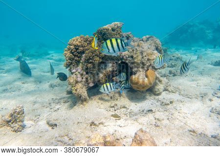 Sergeant Major Fish (pintano) In Red Sea, Egypt. Bright Striped Tropical Fish In The Ocean, Clear Bl