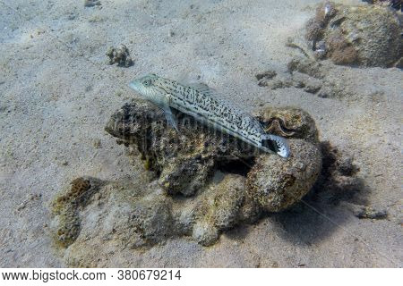 Sand Lizardfish (synodus Dermatogenys) In Red Sea, Egypt. Disguised Spotted Tropical Fish Hiding In 
