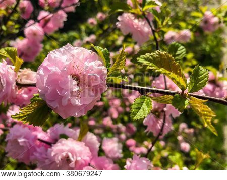 Prunus Triloba (flowering Plum, Flowering Almond, Louiseania). Branch With Pink Flower. Spring Rose 