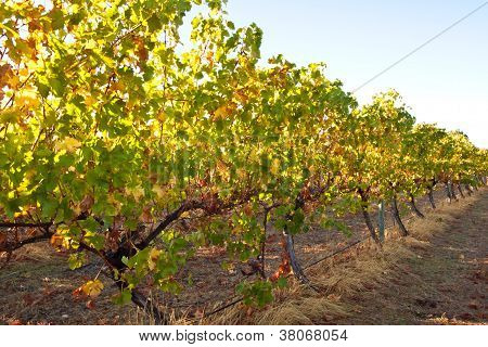 Yallingup automne