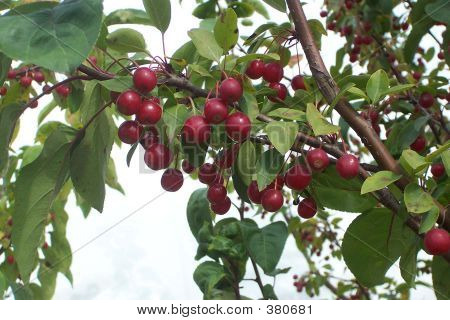 Плоды яблони