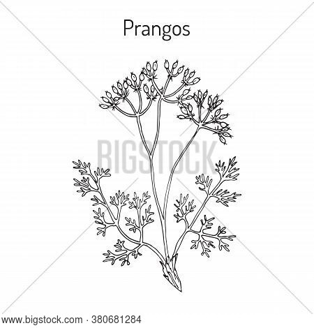Prangos Acaulis Medicinal Plant. Hand Drawn Botanical Vector Illustration