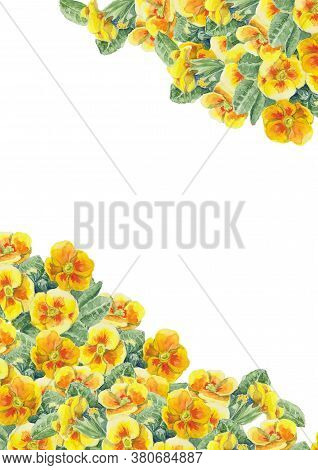 Cute Watercolor Hand Painted Of Yellow Primrose Flowers. Botanical Floral Illustration. Can Be Used 