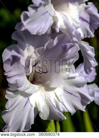 Delicate Fresh Light Lilac Gladiolus In The Garden