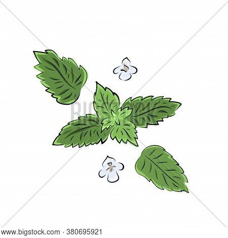 Colorful Melissa Hand Drawn Set. Green Seasoning. Medicinal Herbs And . Harvest Green Raw Lemon Balm