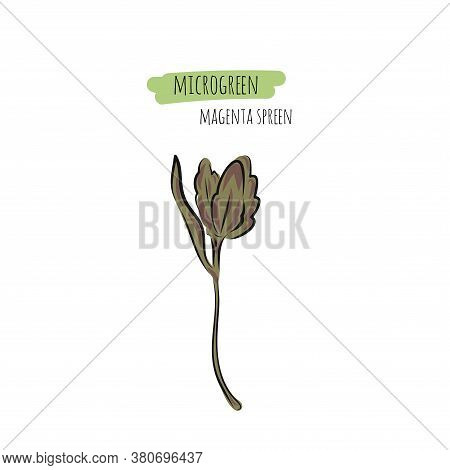 Hand Drawn Magenta Spreen Micro Greens. Vector Illustration In Sketch Style Isolated On White Backgr