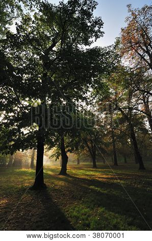Herbstmorgen Licht