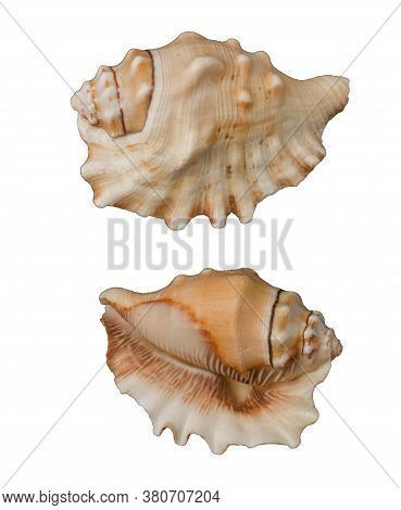 Beautiful Decorative Shell Of Natural Origin On A White Background Isolated View From Both Sides Fro
