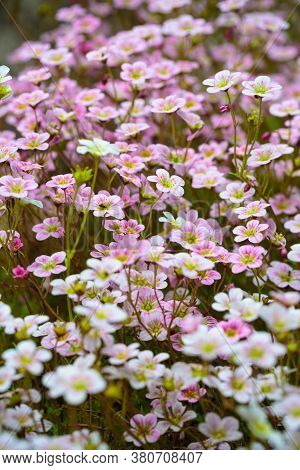 White Pink Flowers Of Blooming Saxifrage Moss In Spring Garden. Floral Background