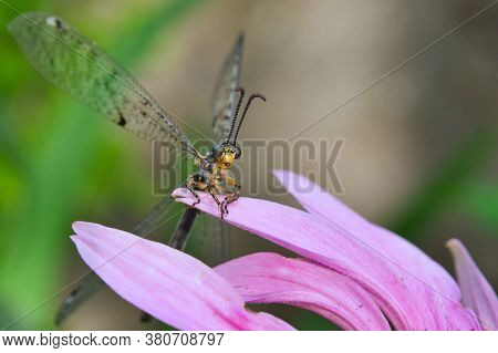 Ant Lion On Pink Echinacea Petal. Insect Close-up.