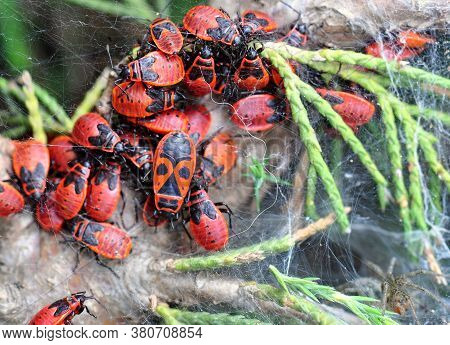 A Colony Of Bedbugs-soldiers On Juniper. Spider On The Web.