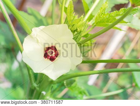 Shallow Dof Blossom Okra Abelmoschus Esculentus Flower And Pods At Raised Bed Garden Near Dallas, Te
