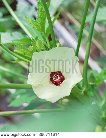 Shallow Dof Blossom Okra Abelmoschus Esculentus Flower And Pods At Raised Bed Garden Near Dallas, Te