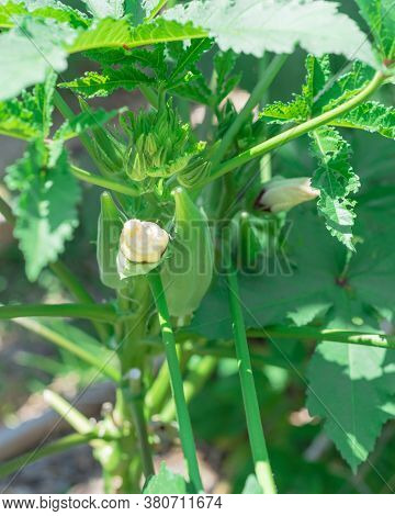 Close-up Okra Abelmoschus Esculentus Flower Buds And Pods At Raised Bed Garden Near Dallas, Texas, U