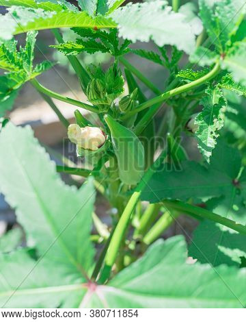 Close-up Okra Abelmoschus Esculentus Flower Buds And Pods At Raised Bed Garden Near Dallas, Texas, U