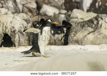 Pinguin