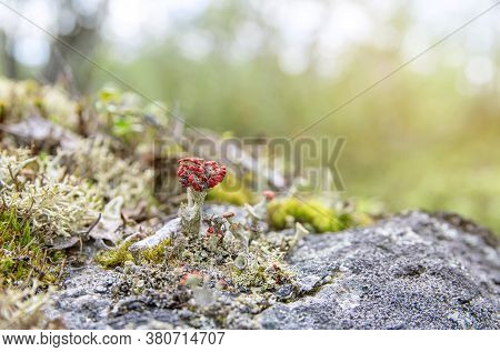 White Reindeer Lichen Background Pattern In The North Boreal Forest