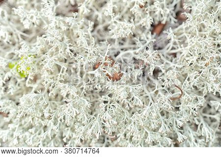 White Reindeer Lichen Background Pattern In The North Boreal Forest
