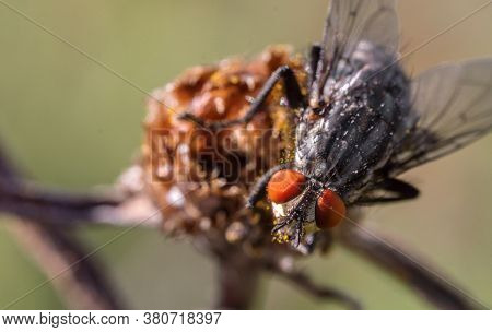 A Macro Shot Of Flesh Fly. Sarcophagidae.