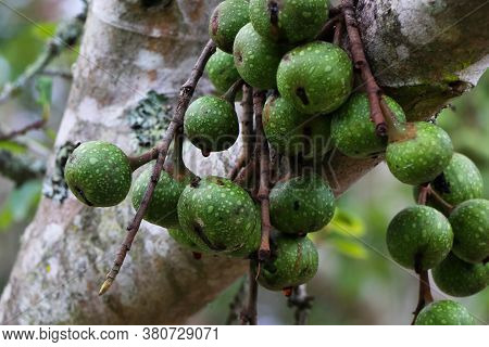 Green Wild Rubber Fig Fruit (ficus Polita), George, South Africa