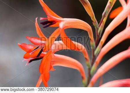 Vibrant Summer Watsonia Flower Stalk (watsonia Pillansii), George, South Africa
