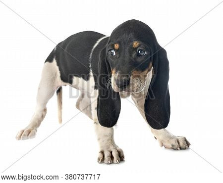Puppy Bernese Schweizer Laufhund In Front Of White Background