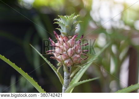 Fresh Curagua Or Ananas Lucidus Pineapple On Tree Is A Plant That Is Grown To Decorate The Garden.