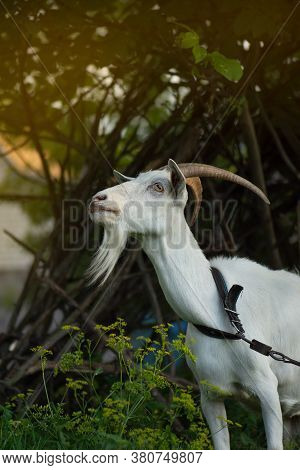 Curious Goat In Village. Ukrainian Country Life
