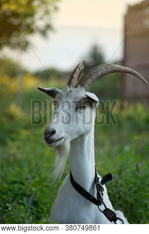 Outdoor Portrait Of A Young Goat. Goat Resting Outdoors In A Grassy Field