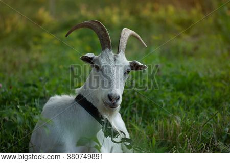 Traditional Organic Free Range Poultry Farming. Goat And Countryside With Blooming Meadows