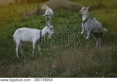 Portrait Of Happy Young Goats. Homestead For Raising Livestock.