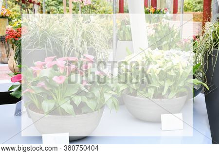 Beautiful Mix Colors Calla Lily Or Arum Lily Flowers Growing In Gray Ceramic Pot On Table With Backg