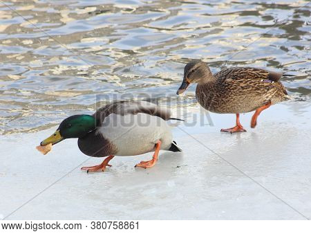 Waterfowl Duck At High Speed Trying To Swim Away Taking Possession Of A Piece Of Bread