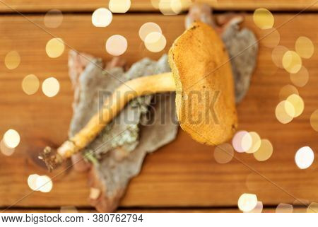 nature and environment concept - suillus bovinus mushroom on wooden background
