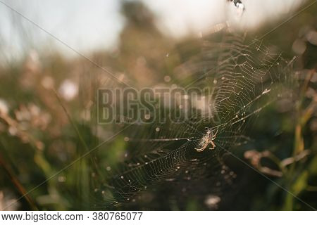 Spider On The Web Waiting For Victim. Oxyopes Salticus In The Nature. Danger Lynx Spider In The Wild