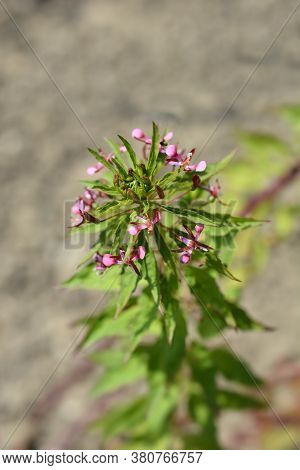 Mosquito Flower - Latin Name - Lopezia Coronata