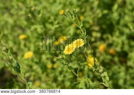 Small Fleabane Flowers - Latin Name - Pulicaria Vulgaris
