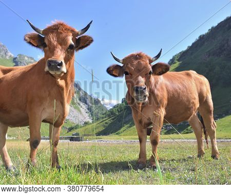 Two Young Alpine Brown Cows In Pasture Looking Camera