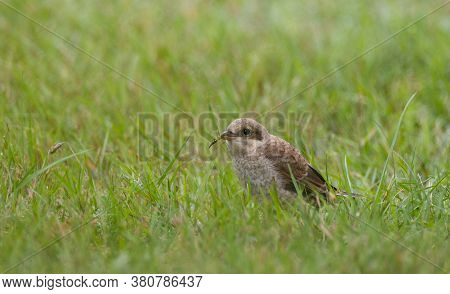 Red-backed Shrike (lanius Collurio) Female
