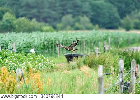 One Common Buzzard, Buteo Buteo, On Spring Field, One Buzzard With Spread Wings Taking, Place For Te