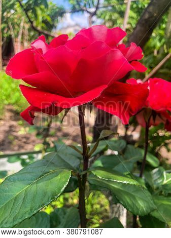 Red Hybrid Tea Rose In The Garden.