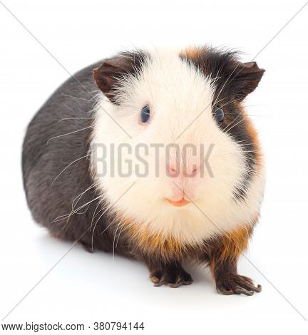 Guinea Pig Isolated On White Background. Funny, Guineapig.