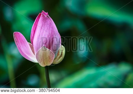 Beautiful Red Pink Lotus Flower With Natural Background Close Up Photo