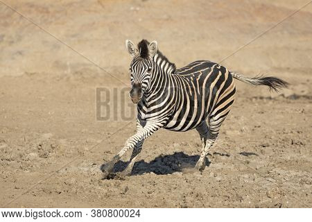 Adult Zebra Running In Muddy Riverbed In Kruger Park South Africa