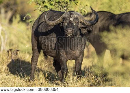 Female Buffalo Looking Alert Striaght At Camera In Golden Afternoon Light In Moremi Okavango Delta B